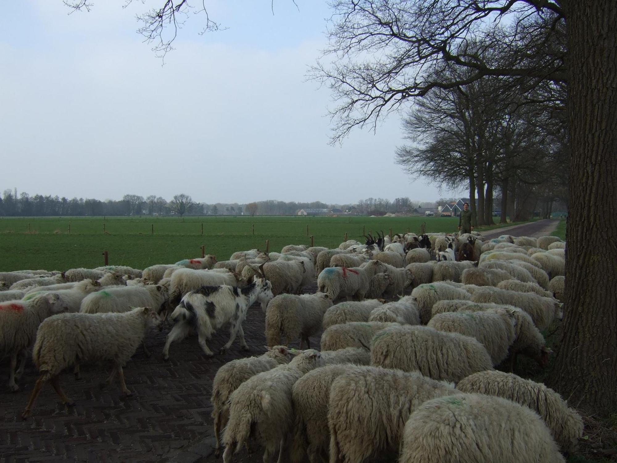 Erfgoed&Logies Den Heijkant Moergestel Zimmer foto